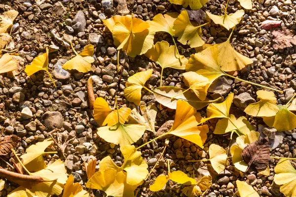 Kleurrijke Bladeren Herfst — Stockfoto