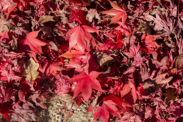 Sonbaharda Renkli Yapraklar — Stok fotoğraf