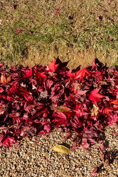 Feuilles Tombées Sur Chemin — Photo