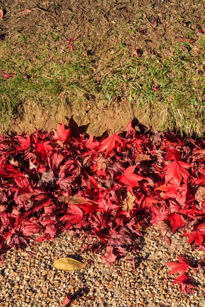 Folhas Coloridas Outono — Fotografia de Stock