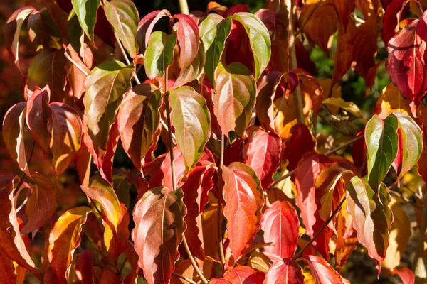 Färgglada Blad Hösten — Stockfoto