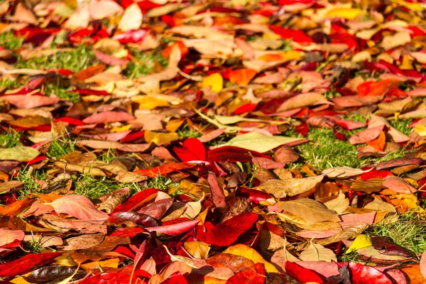 Kleurrijke Bladeren Herfst — Stockfoto