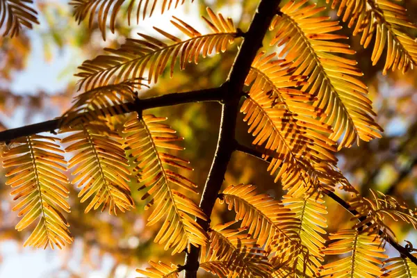 Durch Blätter Nach Oben Schauen — Stockfoto