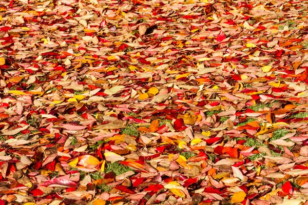 Kleurrijke Bladeren Herfst — Stockfoto