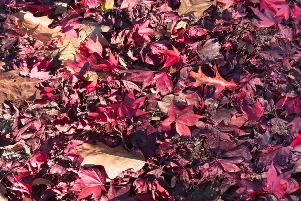 Kleurrijke Bladeren Herfst — Stockfoto