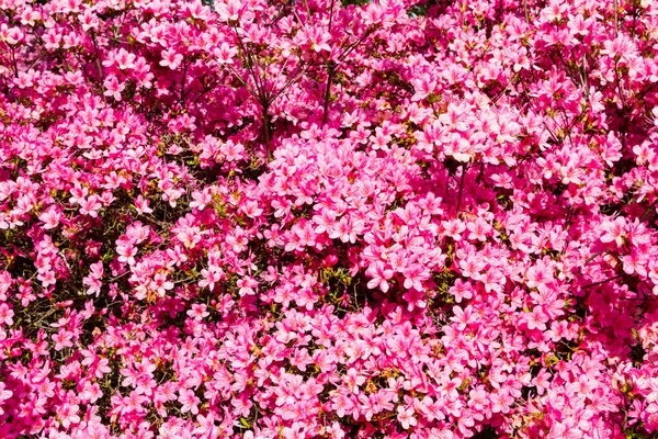 Pretty Pink Japanese Azaleas — Stock Photo, Image