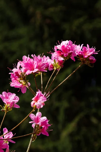 Japońskie Azaleas Wiosną — Zdjęcie stockowe