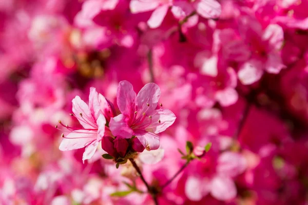 Azalea Kwiaty Wiosną — Zdjęcie stockowe