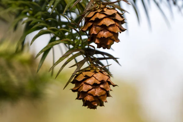 Conos Pino Árbol —  Fotos de Stock