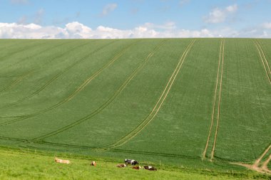 Yeşil yamaçlı bir Sussex manzarası ve tarlada inekler.