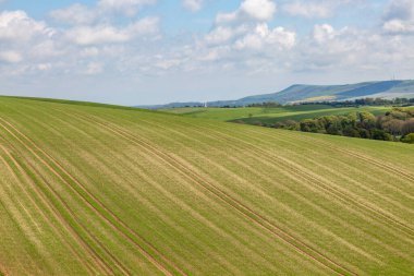 Güney Downs ve Sussex 'teki tarlalarda yetişen ekinler.