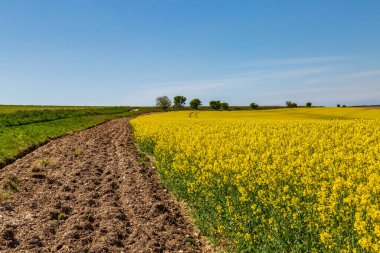 Baharda Sussex 'te bir kanola / kolza tohumu tarlası