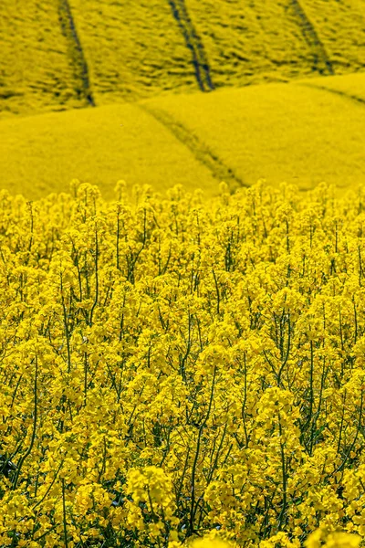 Rapsblüten Einem Sussex Feld Frühling — Stockfoto