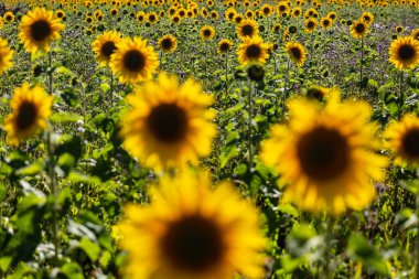 Yaz güneşinde bir ayçiçeği tarlası