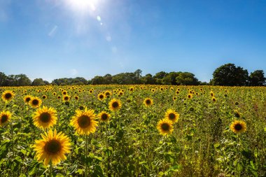 Güneşli bir yaz gününde açmakta olan ayçiçeği tarlası.