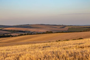 Güneşli bir yaz akşamında Güney Downs 'da tarım arazileri