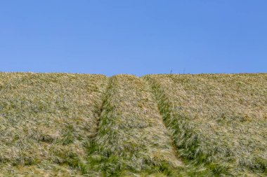 Güneşli bir yaz gününde Sussex 'te tahıl tarlası.