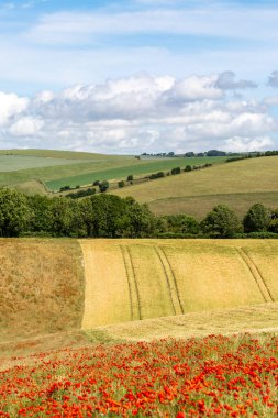 Güneşli bir yaz gününde Sussex 'teki tarlalara bakıyorum. Önünde gelincik tarlası var.