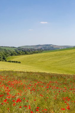 Gelincikler ve buğday tarlalarıyla bir Güney Downs manzarası