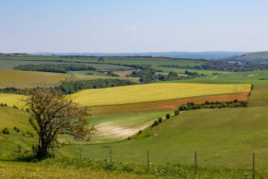 Güneşli bir yaz gününde, Güney Downs 'taki tarlalara bakıyorum.