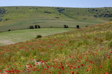 Güney Tepeleri 'nde bir yamaçta haşhaş yetişiyor.