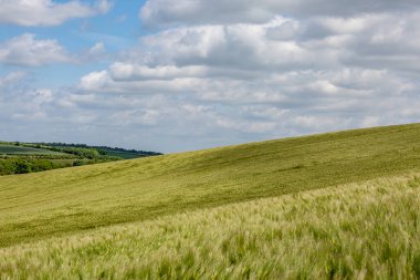 Baharın sonlarında Sussex 'te buğday tarlaları