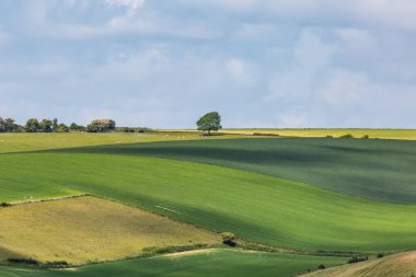 Güneşli bir bahar günü, Güney Downs 'daki tarlalara bakıyorum.
