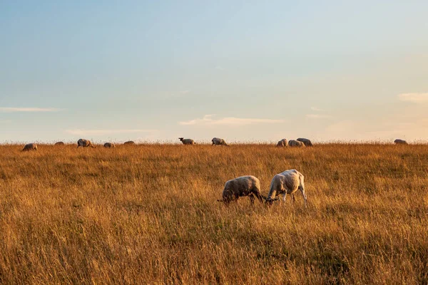 Ovejas Pastando Campo Sussex Una Tarde Soleada Veranos — Foto de Stock