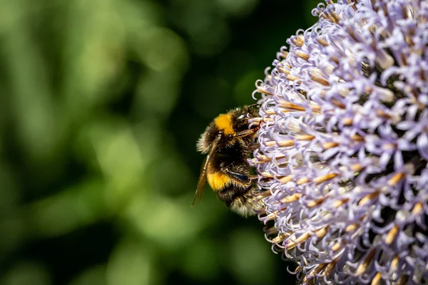 Une Abeille Sur Une Fleur Chardon Globe Sous Soleil Été — Photo