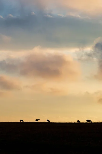 Silhouetted Schapen Aan Horizon Met Een Zonsondergang Hemel Achter — Stockfoto