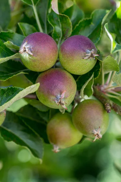 Vruchten Groeien Aan Een Appelboom Vroege Zomer Met Een Ondiepe — Stockfoto