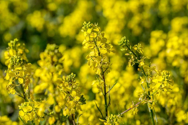 Primo Piano Fiori Colza Giallo Brillante Semi Oleosi Con Una — Foto Stock