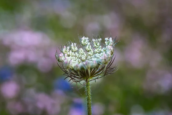 Uma Flor Renda Rainha Ana Sol Verão — Fotografia de Stock