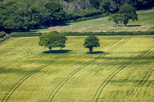 Patrząc Drzewa Polu Pszenicy Słoneczny Dzień Sussex — Zdjęcie stockowe