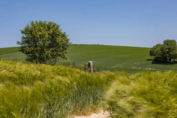 Пшеничные Поля Суссексе Солнечный Летний День — стоковое фото