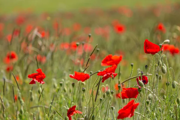 Vibrantes Amapolas Rojas Campo Sussex — Foto de Stock