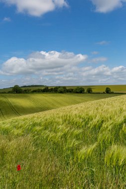 Güneşli bir günde, güney yamaçlarında buğday tarlaları