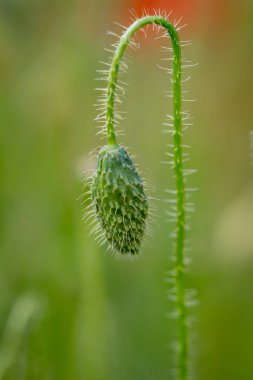 Açmadan önce haşhaş tomurcuğunun yakın çekimi