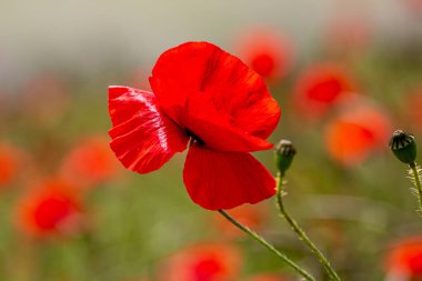 Sussex 'in güney yamaçlarında gelincikler, güneşli bir yaz gününde