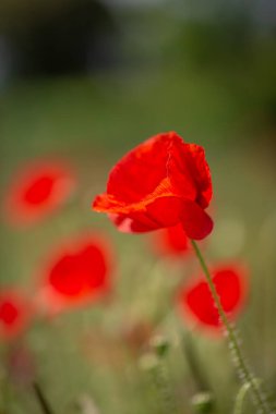 Sussex 'in güney yamaçlarında gelincikler, güneşli bir yaz gününde