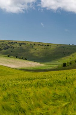 Güneşli bir bahar gününde Sussex 'te yeşil buğday tarlaları