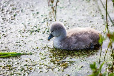 Nehirde yüzen genç bir cygnet