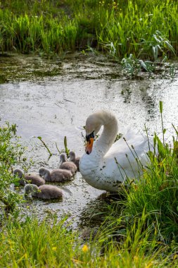 Dilsiz bir kuğu ve onun genç cygnetleri nehirde besleniyor.