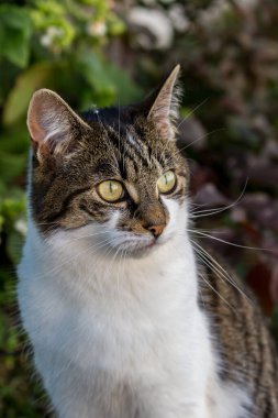 Bir tekir ve beyaz kedinin portresi.