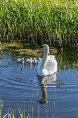 Dilsiz bir kuğu ve cygnets nehirde yüzüyor.