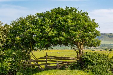 Güneşli bir bahar gününde Sussex 'in güney yamaçlarında bir manzara