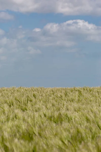 Culturas Cereais Soprando Vento Dia Ensolarado Final Primavera — Fotografia de Stock