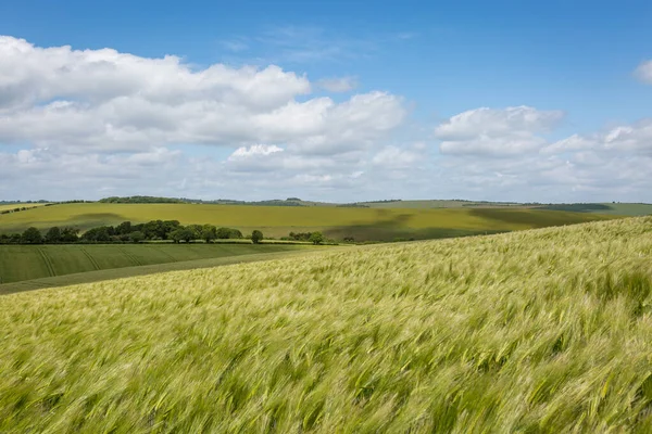 Weizenfelder Den South Downs Einem Sonnigen Tag — Stockfoto