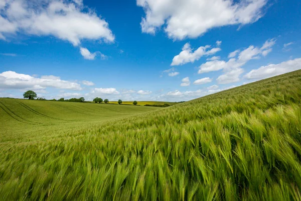 Ett Vetefält Sussex Solig Dag — Stockfoto