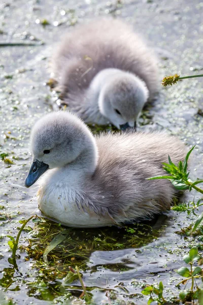 Jóvenes Cygnets Arroyo Bajo Sol Primaveral — Foto de Stock